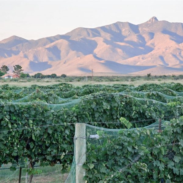 Arizona Winery Guide