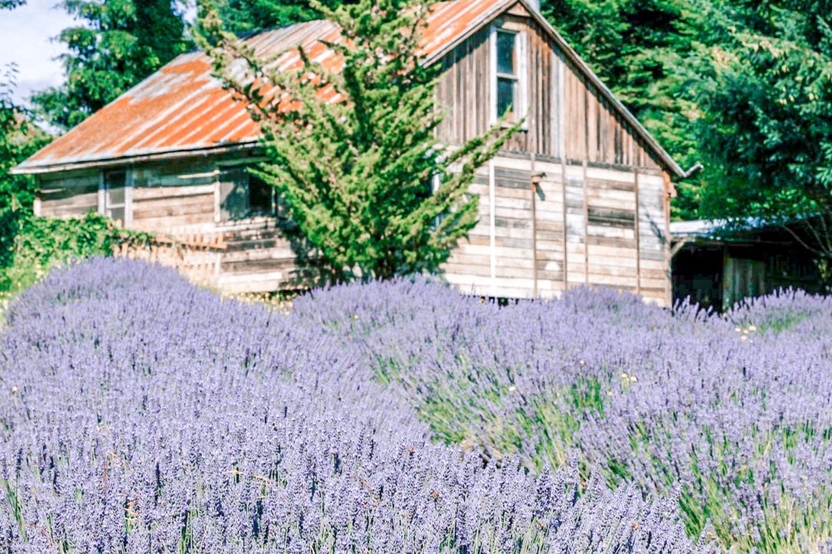 Mountainside Lavender Farm