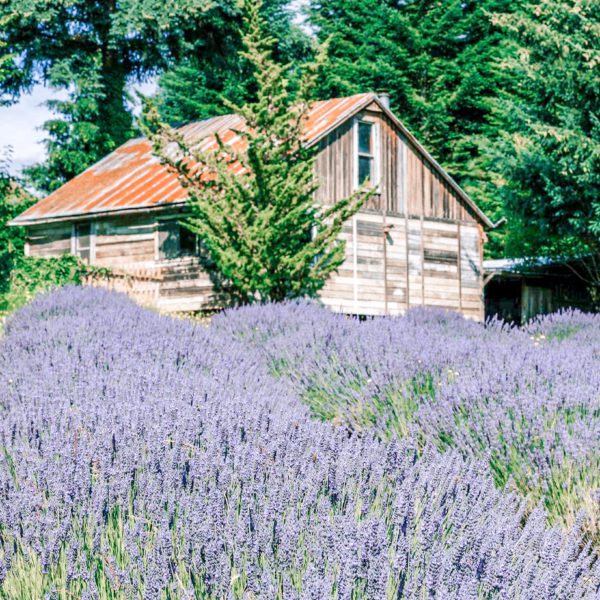 Mountainside Lavender Farm