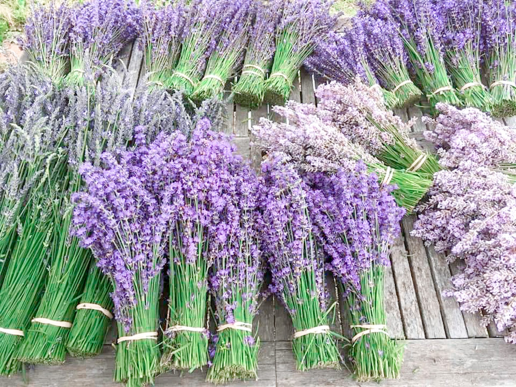 Mountainside Lavender Farm