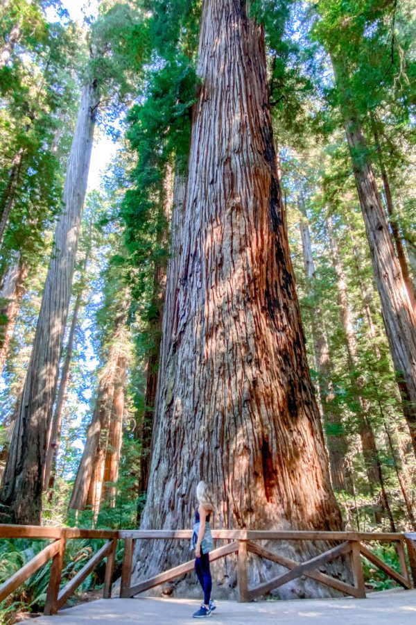 Exploring Redwood National Park