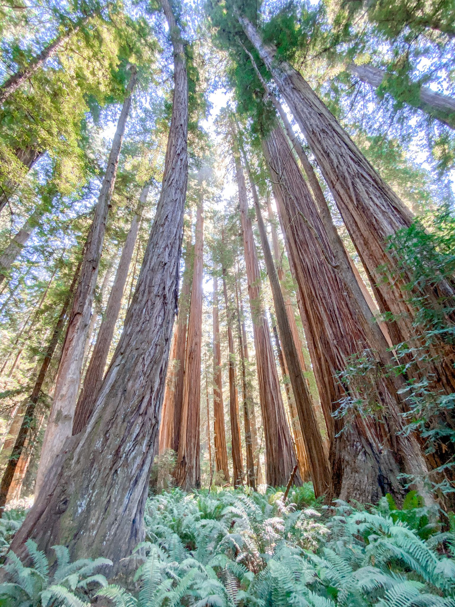 Exploring Redwood National Park